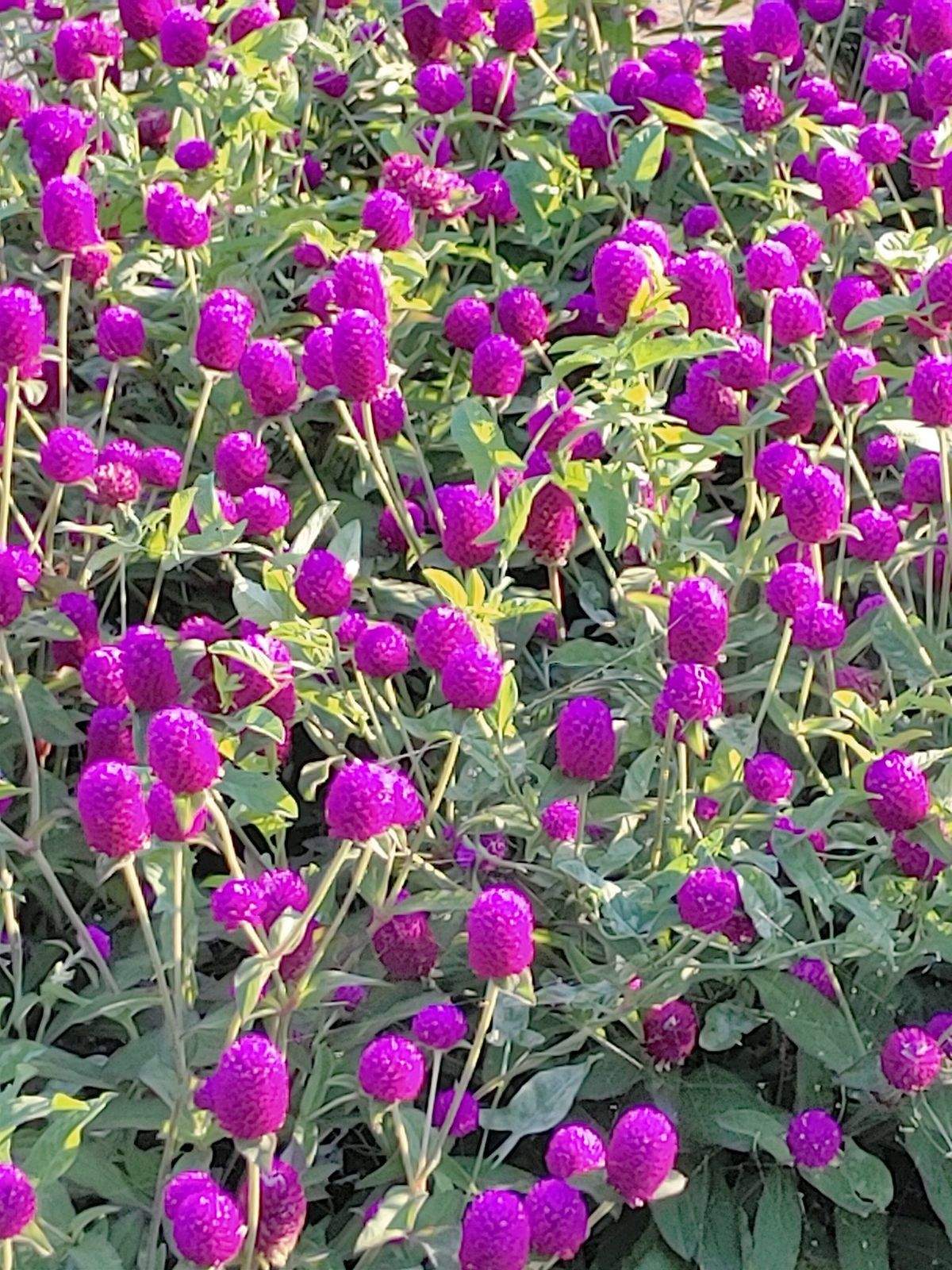 Fleurs pourpres en gros plan dans une plate-bande de cliente